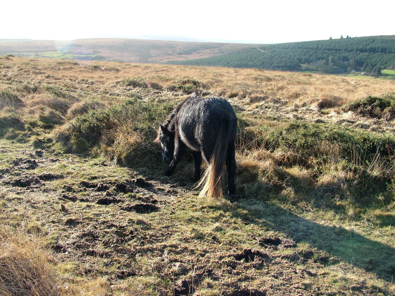 Keywords: TwoSHeds;Robin;Camping;Winter;2006;Dartmoor